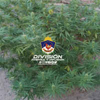 Secuestraron cocaína, marihuana y municiones en dos viviendas de Centenario