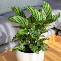 La planta que "baila", es perfecta para purificar tu casa y solo necesitás regar una vez a la semana