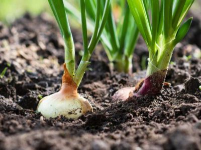 No tires los envases plásticos y usalos para cultivar tus propias cebollas con esta idea tan práctica como útil