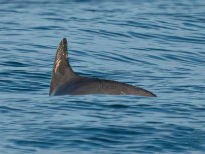 Contra todo pronóstico, las pocas vaquitas marinas restantes se aferran a la supervivencia
