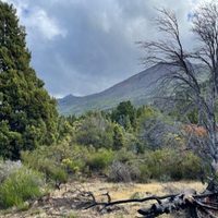 Proponen reforestar especies nativas para reducir la propagación de incendios de bosques