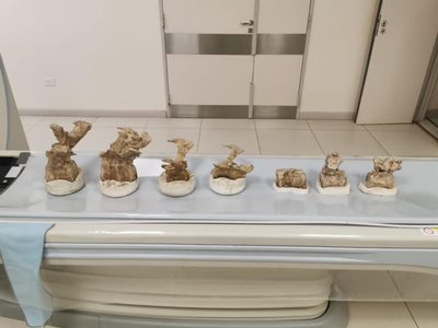 Se realizaron tomografías en huevos y vértebras fósiles de un dinosaurio carnívoro