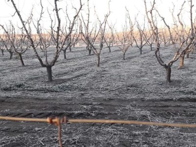 Emergencia agropecuaria: qué provincias fueron alcanzadas por la medida del Gobierno y qué zonas incluye