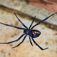 Niño de 8 años se deja picar por una viuda negra porque quería ser Spiderman