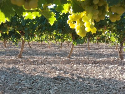El jueves se festeja el día Internacional del Chardonnay