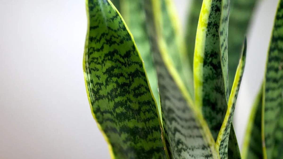 Plantas. Fuente: (Twitter)
