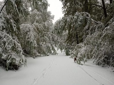 El camino del paso Hua Hum está intransitable por la acumulación de nieve y árboles caídos