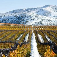 Bodegas de Argentina y empresas mendocinas suman acciones por la pandemia