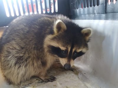 Mujer llevó un mapache salvaje a un bar y ahora enfrenta cargos criminales