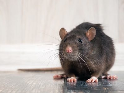 Científicas argentinas descubren que un spray que podría prevenir el contagio de hantavirus