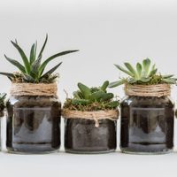 Suculentas: cuál es el mejor sustrato para cada una de nuestras crasas