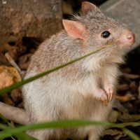 Científicos descubren una nueva especie de marsupial “fantasma” en el bosque australiano