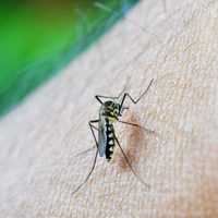 Reportaron la primera muerte por coinfección de dengue en el país