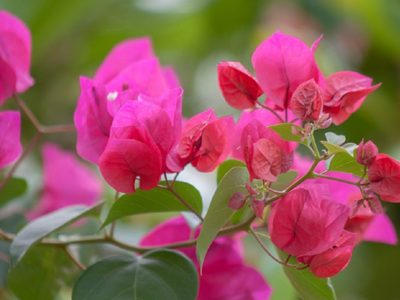 La planta que llena de color y belleza las paredes de tu jardín y que es un verdadero tesoro para tu salud