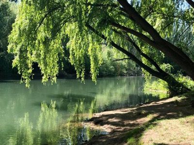 Neuquén Capital tendría un parque ecológico: los detalles