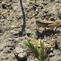 Advierten por nacimiento de tucuras en campos de Neuquén y recomiendan monitoreos periódicos