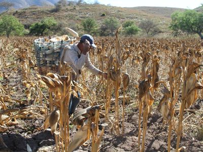 Agroindustrias obstaculizan preservación de biodiversidad maicera: defensores de maíces nativos