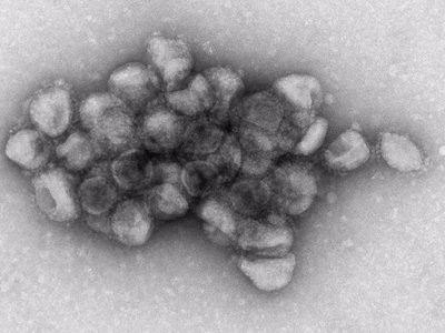 Investigadores descubren un polímero natural con efecto antiviral contra el SARS-CoV-2
