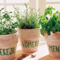 Buena época para cultivar aromáticas