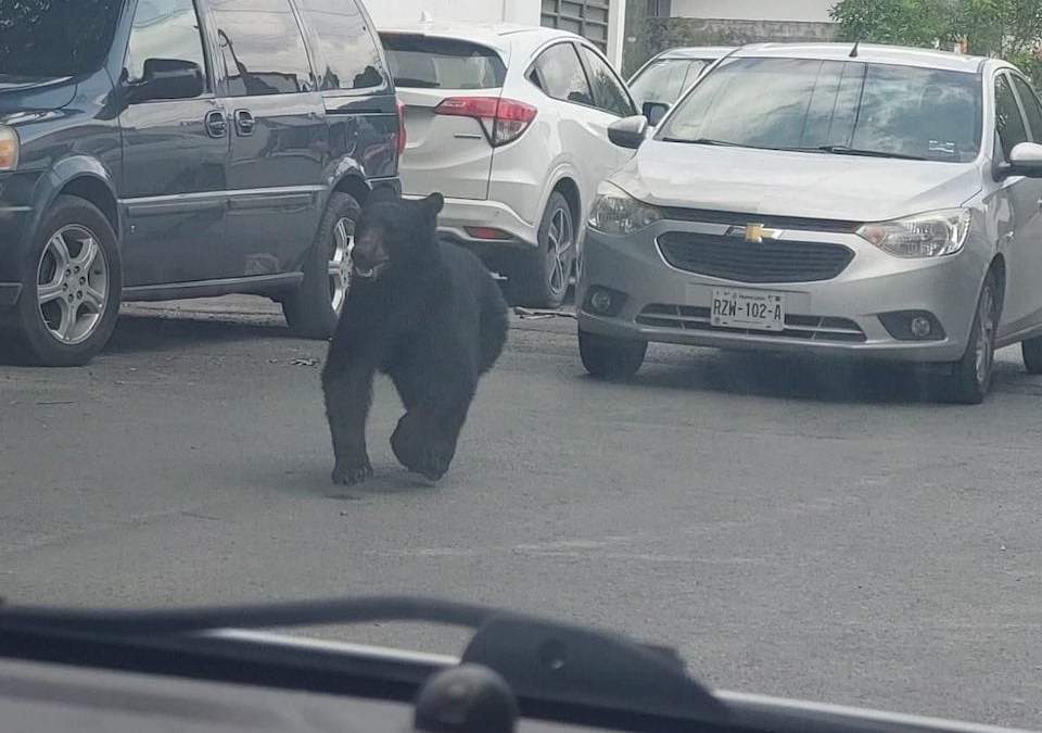 El oso captado en calles de la capital de NL
