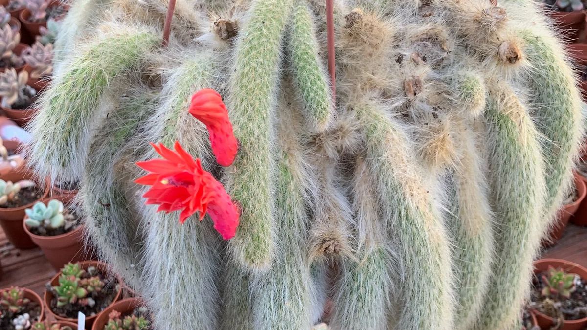 Cactus. Fuente: (Instagram)