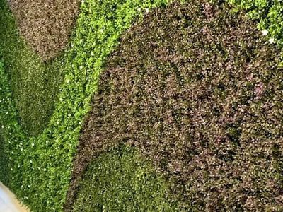 Si no sabés qué hacer para limpiar tu jardín artificial: conocé estos 3 infalibles consejos de los expertos