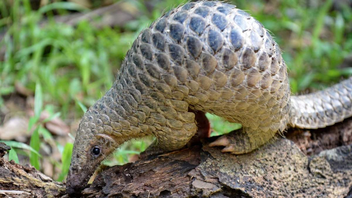 El pangolín es un mamífero en peligro de extinción. Fuente: (Twitter)