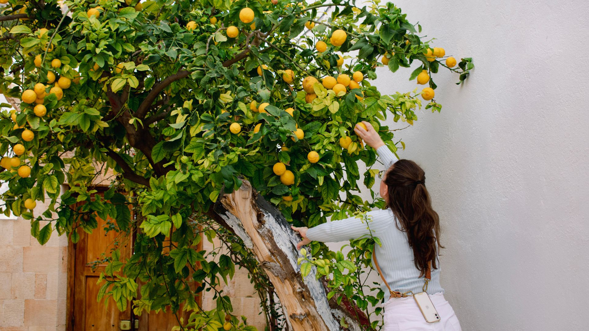 Limonero. Fuente: (Instagram)