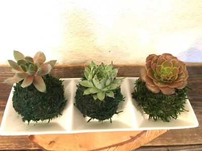 Hacé tu propia kokedama de suculentas con esta idea fácil y original para regalar o para decorar cualquier rincón de tu casa