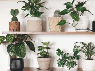 Las plantas que limpian la energía del hogar y casi nadie sabe cómo usarlas bien
