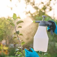 Sin químicos: el truco infalible para terminar con las plagas e insectos en tu jardín