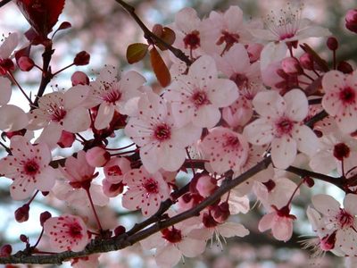 Los árboles que florecen sin hojas antes de terminar el invierno y son perfectos para decorar jardines o veredas