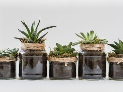 Suculentas: cuál es el mejor sustrato para cada una de nuestras crasas