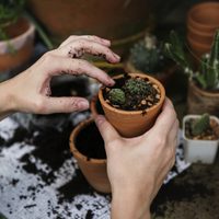 Con los restos de cartón, hacé estas macetas biodegradables para tus plantas, con esta sencilla técnica