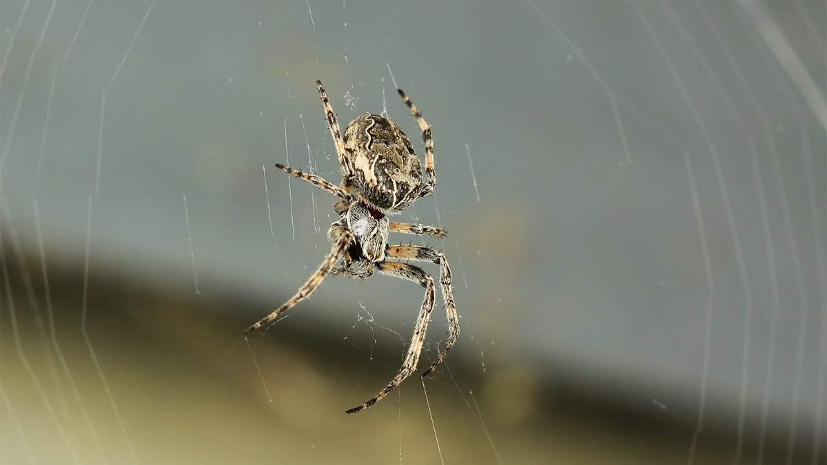 Araña. Fuente: (Twitter)