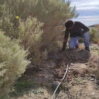 Convirtieron las tierras áridas de Neuquén en lugares productivos para la plantación