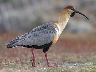 Neuquén: cuáles son las aves más emblemáticas de la provincia