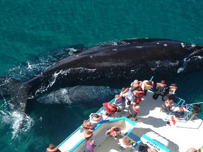Puerto Madryn se prepara para una temporada de ballenas anticipada: cuánto saldrán los avistajes