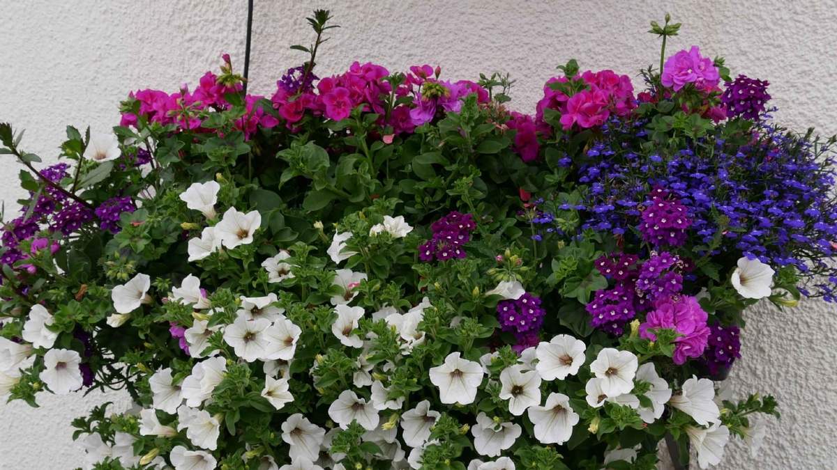 Plantas fáciles de cuidar que dan flores todo el año. Fuente: (X)