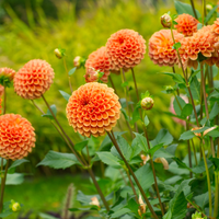 La planta que da flores gigantes como girasoles, pero de colores hermosos y estridentes