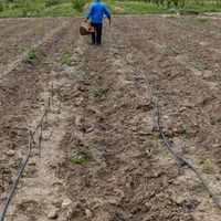 Permitirán trabajar los huertos familiares en comunidades españolas