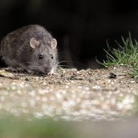 Hantavirus: enviaron un equipo del Malbrán a Ushuaia para detectar la presunta circulación