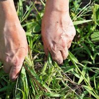 Eliminá de una vez y para siempre los yuyos invasores de tu jardín con este preparado casero que no falla