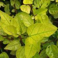 No pierdas tiempo ni dinero: decile chau a las hojas amarillas de tus plantas con este trucazo de los jardineros