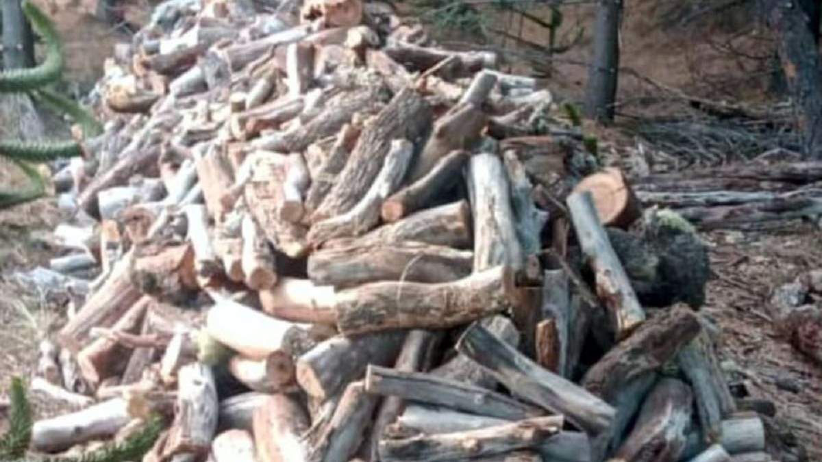 La utilización de leña seca de pino contribuirá a la preservación y protección de la biodiversidad. Fuente: (Municipalidad de Villa Pehuenia)