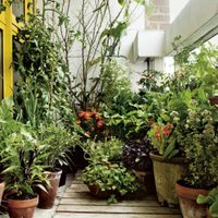 5 vegetales que no pueden faltar en una huerta urbana