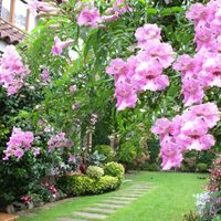 La planta trepadora que resiste todo y se llena de hermosas flores rosas en otoño