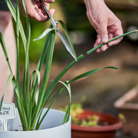 Si tu planta está seca, no la tires, mirá cómo revivirla con este truco usando solo 3 ingredientes