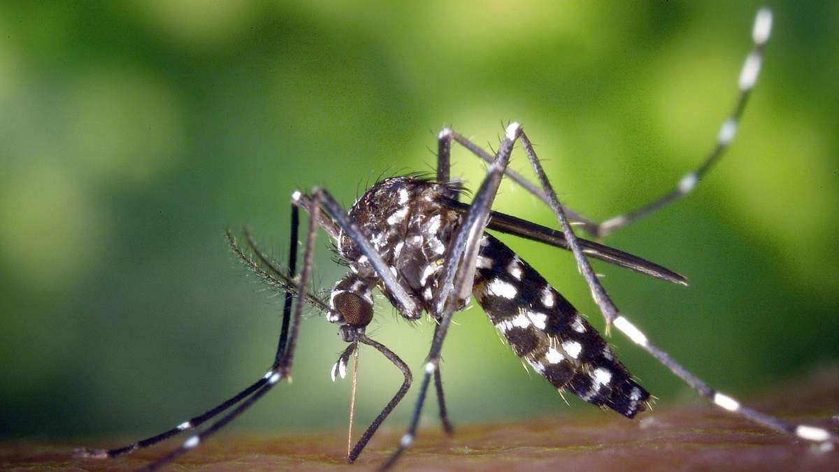 Mosquitos. Fuente: (Instagram)