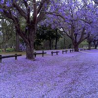 El árbol que está en todas las cuadras, da la flor más hermosa y además tiene propiedades digestivas